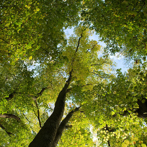 arbres foret arbres foret