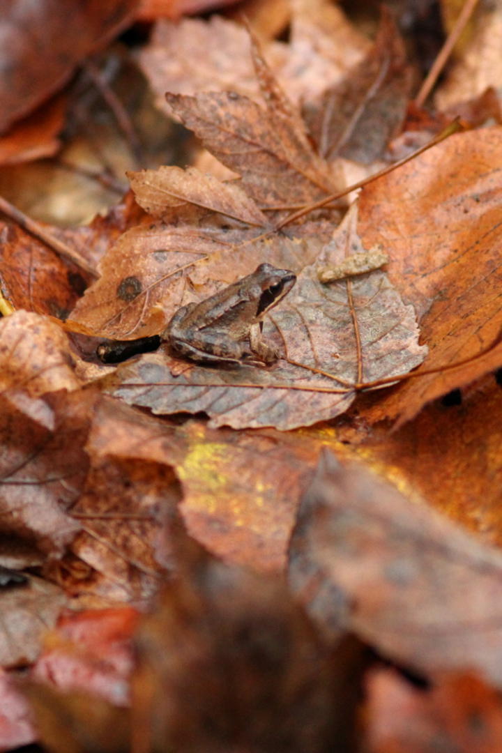 2018-11-24-sn78-grenouille.jpg 2018-11-24-sn78-grenouille.jpg