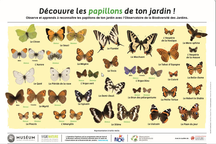 2020-04-21-13_23_28poster-papillon.jpg 2020-04-21-13_23_28poster-papillon.jpg