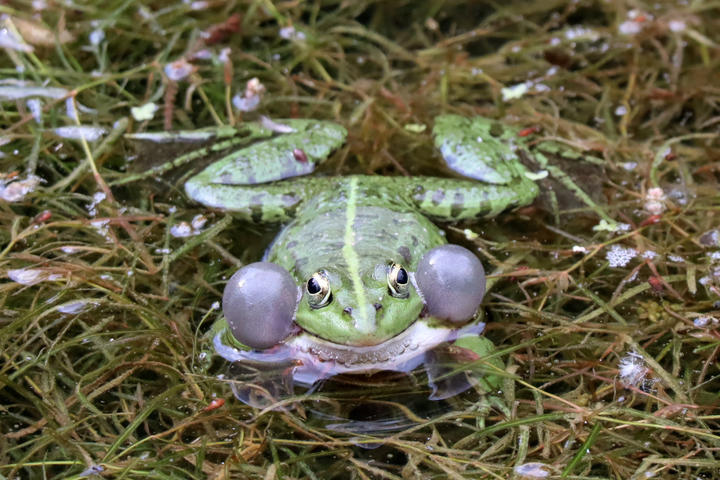 2020-solen-06-sn78-grenouille.jpg 2020-solen-06-sn78-grenouille.jpg