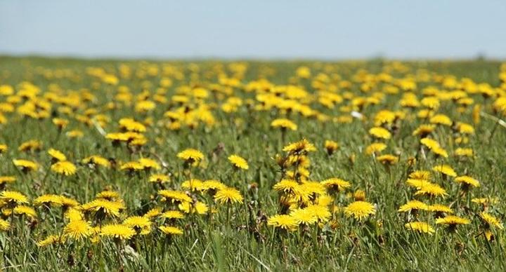 2020-pissenlit-dandelion-3382663_640.jpg 2020-pissenlit-dandelion-3382663_640.jpg