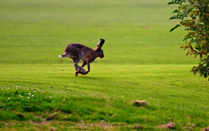 2020-lapin.jpg 2020-lapin.jpg