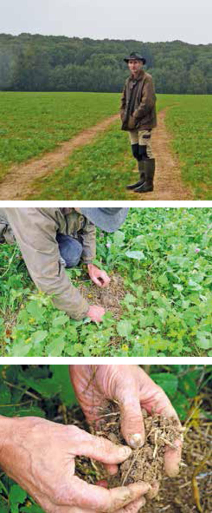 Agriculture de conservation Agriculture de conservation