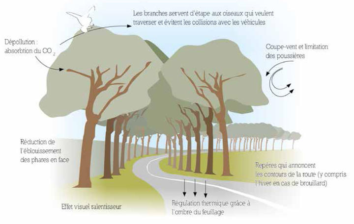 Alignements d'arbres et sécurité routière Alignements d'arbres et sécurité routière
