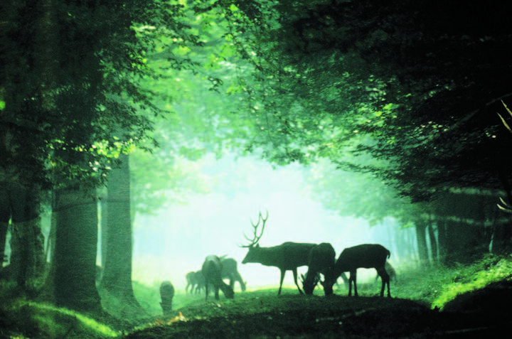 cerfs espace rambouillet ONF cerfs espace rambouillet ONF