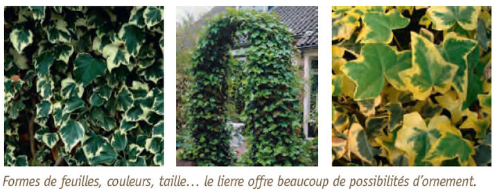 Lierre Lierre