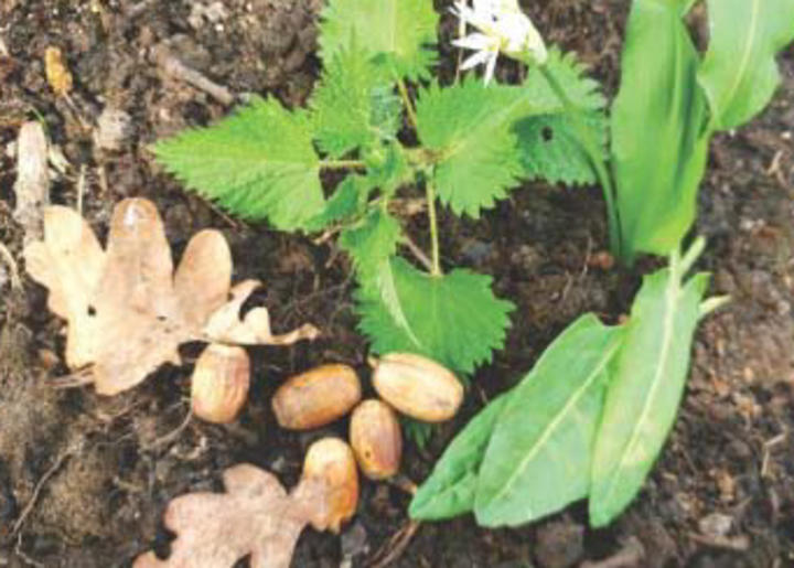 plantes sauvages plantes sauvages