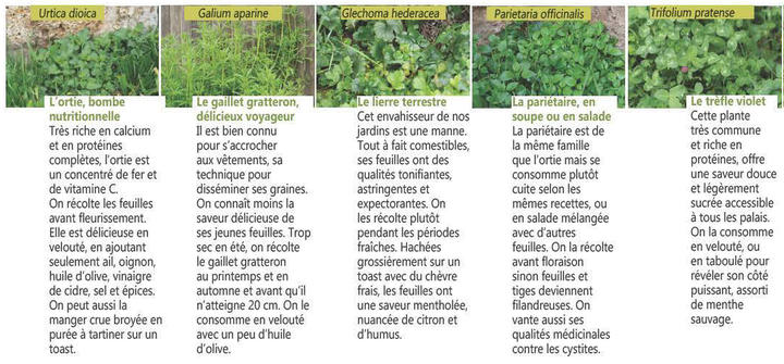 plantes sauvages plantes sauvages