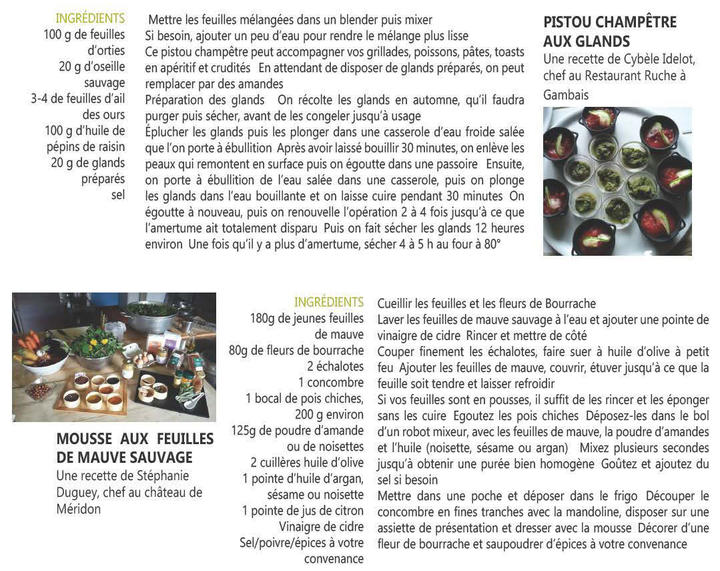 plantes sauvages plantes sauvages
