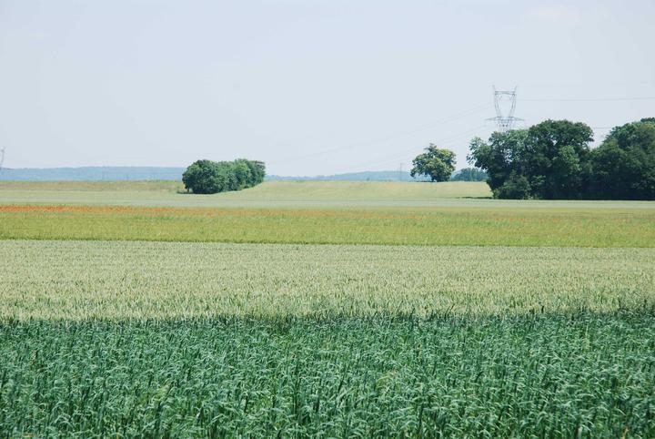 paysage agricole