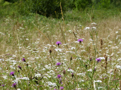 prairie fleurie