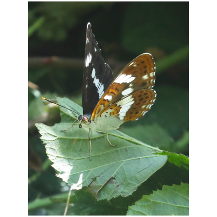 papillon petitsylvain