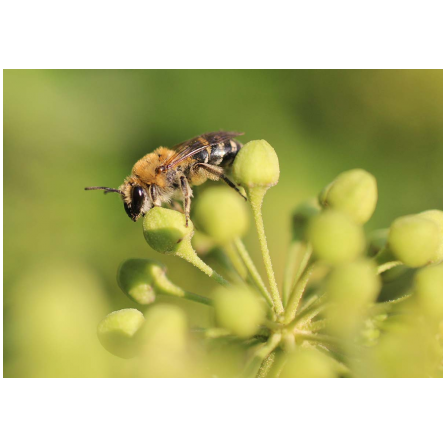 2023-pollinisateurs