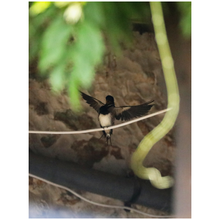 oiseau-hir