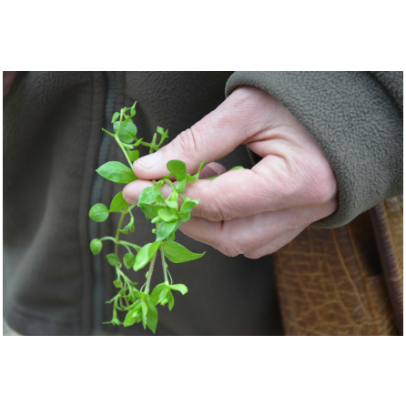 Plantes sauvages comestibles