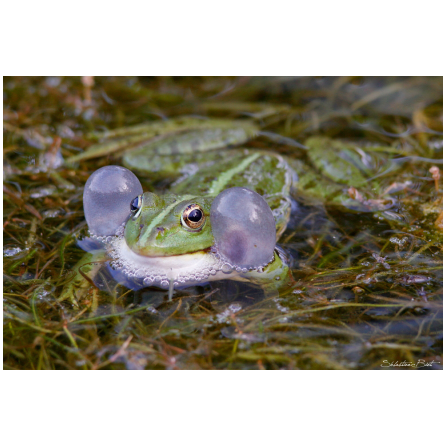 Amphibien