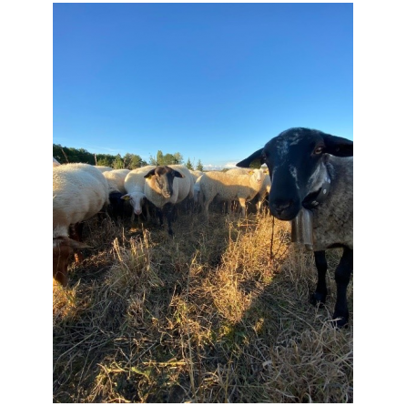 Transhumance Les Molières-Pecqueuse