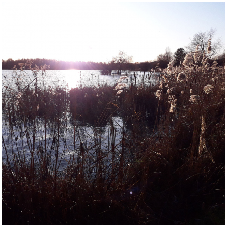 Etang des Noës