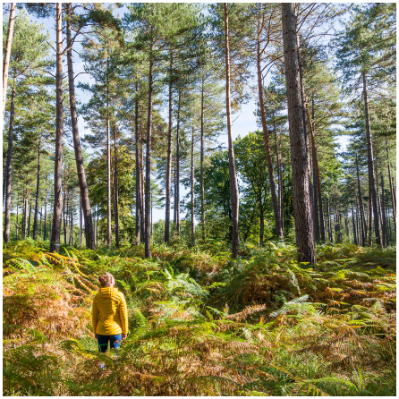 Bois de l'Epars