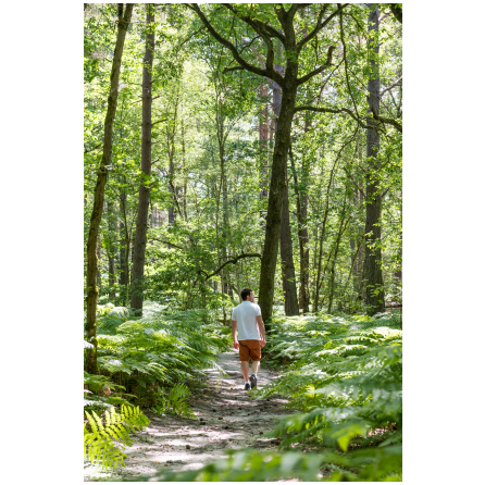 Bois de Bajolet