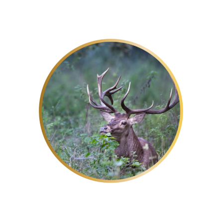 brame du Cerf dans le parc naturel de la vallée de chevreuse