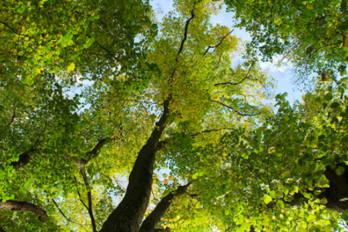 Dans les allées de la forêt de Rambouillet