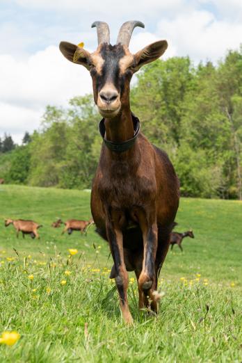 chèvre ferme de la noue