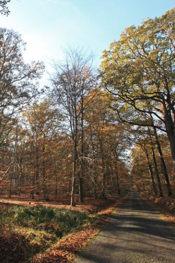 Au coeur de la forêt de Rambouillet