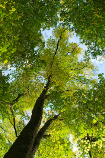 Dans les allées de la forêt de Rambouillet