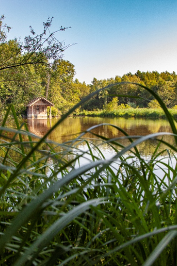 La Réserve naturelle régionale des Etangs de Bonnelles 