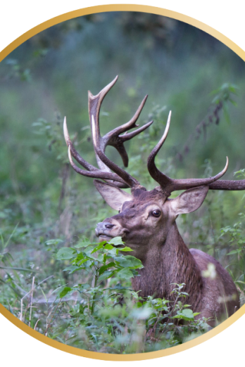 brame du Cerf dans le parc naturel de la vallée de chevreuse