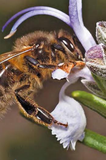 Apiculteur à Périers, il s'inquiète face aux attaques de frelons asiatiques  contre ses abeilles
