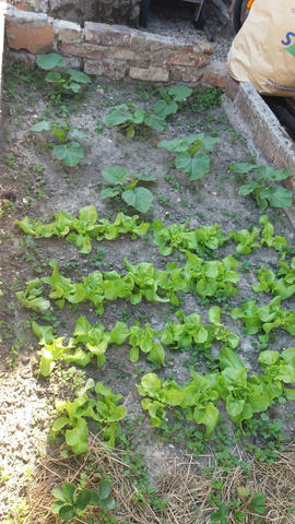 2020-jardinpotager.jpg 2020-jardinpotager.jpg