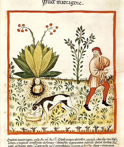 plantes medievales plantes medievales