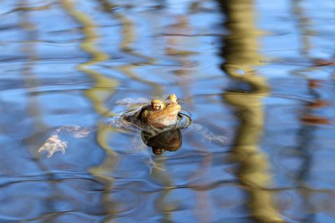 Crapaud commun Crapaud commun
