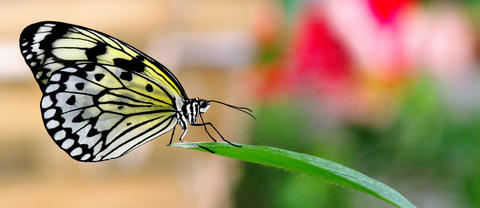 serre-aux-papillons serre-aux-papillons