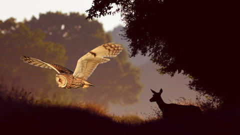 hibou nuit hibou nuit