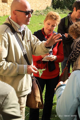 sortie plantes sauvages sortie plantes sauvages
