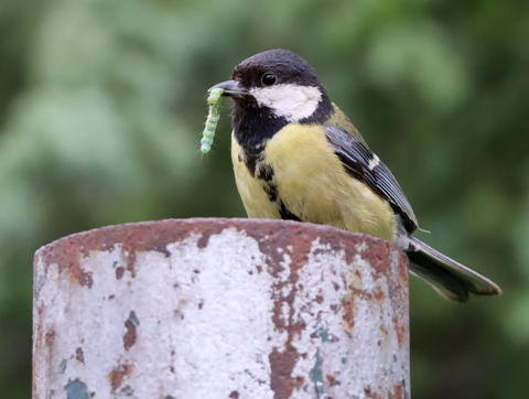 2020-solen-06-20-sn78-parus-major1.jpg 2020-solen-06-20-sn78-parus-major1.jpg