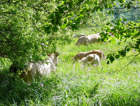 Prairies de Port-Royal