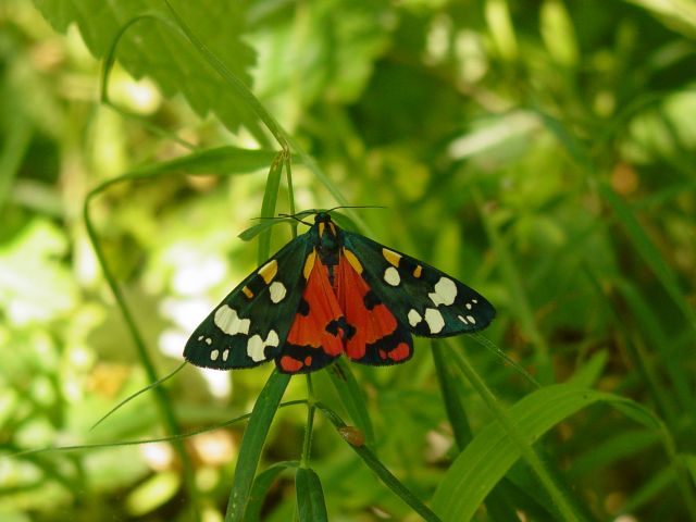 Ecaille rouge