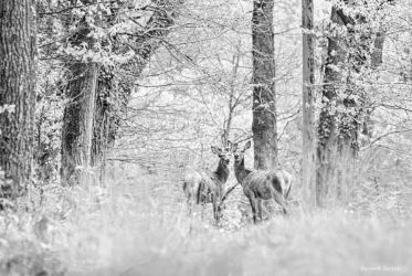 Cerf et Biche