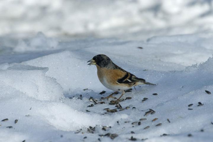 2019oiseau-fringilla-montif.jpg