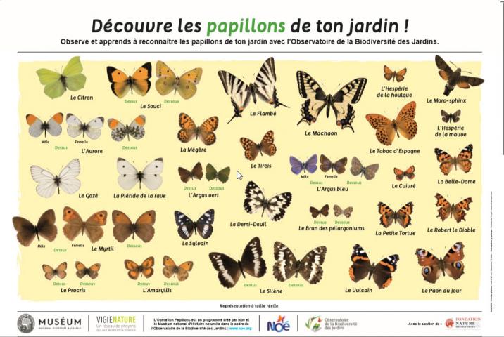 2020-04-21-13_23_28poster-papillon.jpg