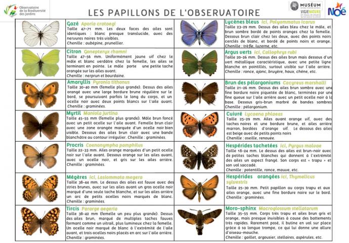 2020_pdf_fiche_identification_papillons.jpg