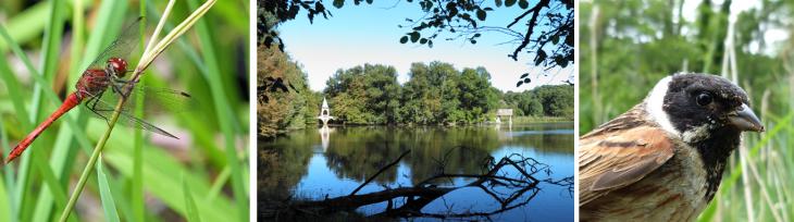 Réserve naturelle régionale des Etangs de Bonnelles