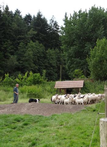 moutons la noue