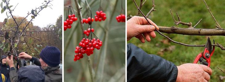 Arbres fruitiers