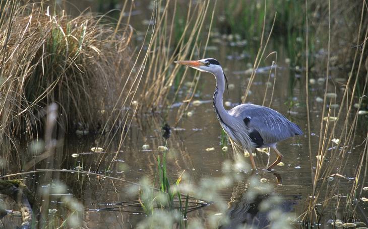 heron_cendre