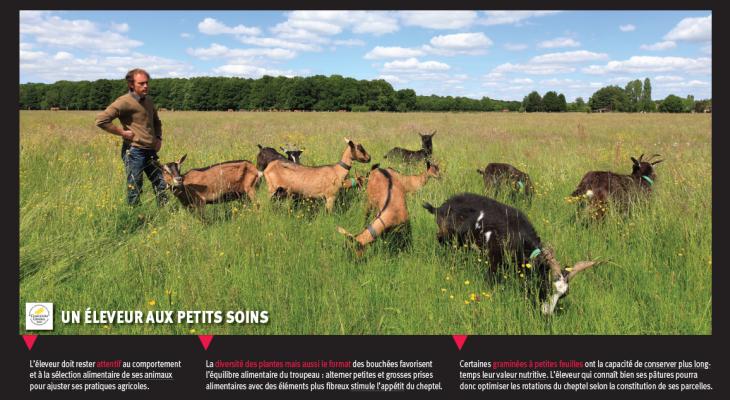 eleveur chevre poigny prairie fleurie